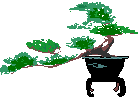 bonsai