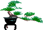 bonsai tree